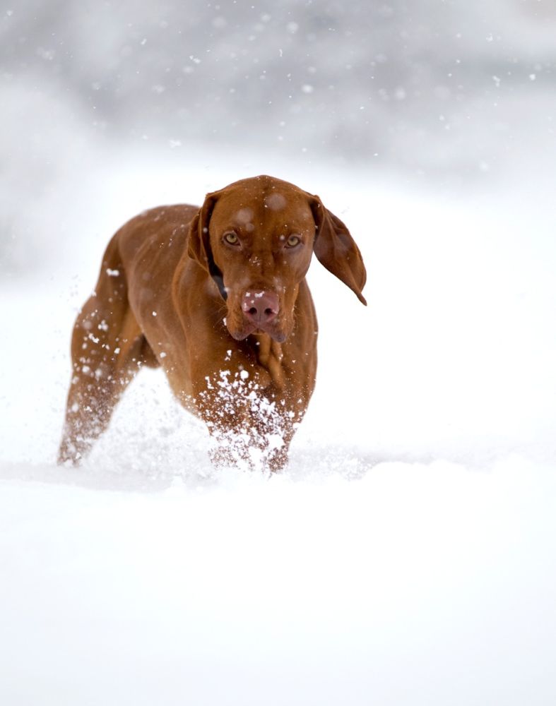 Magyar Vizsla